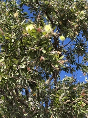 Melaleuca nervosa