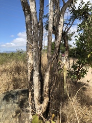 Melaleuca nervosa