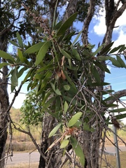 Melaleuca nervosa