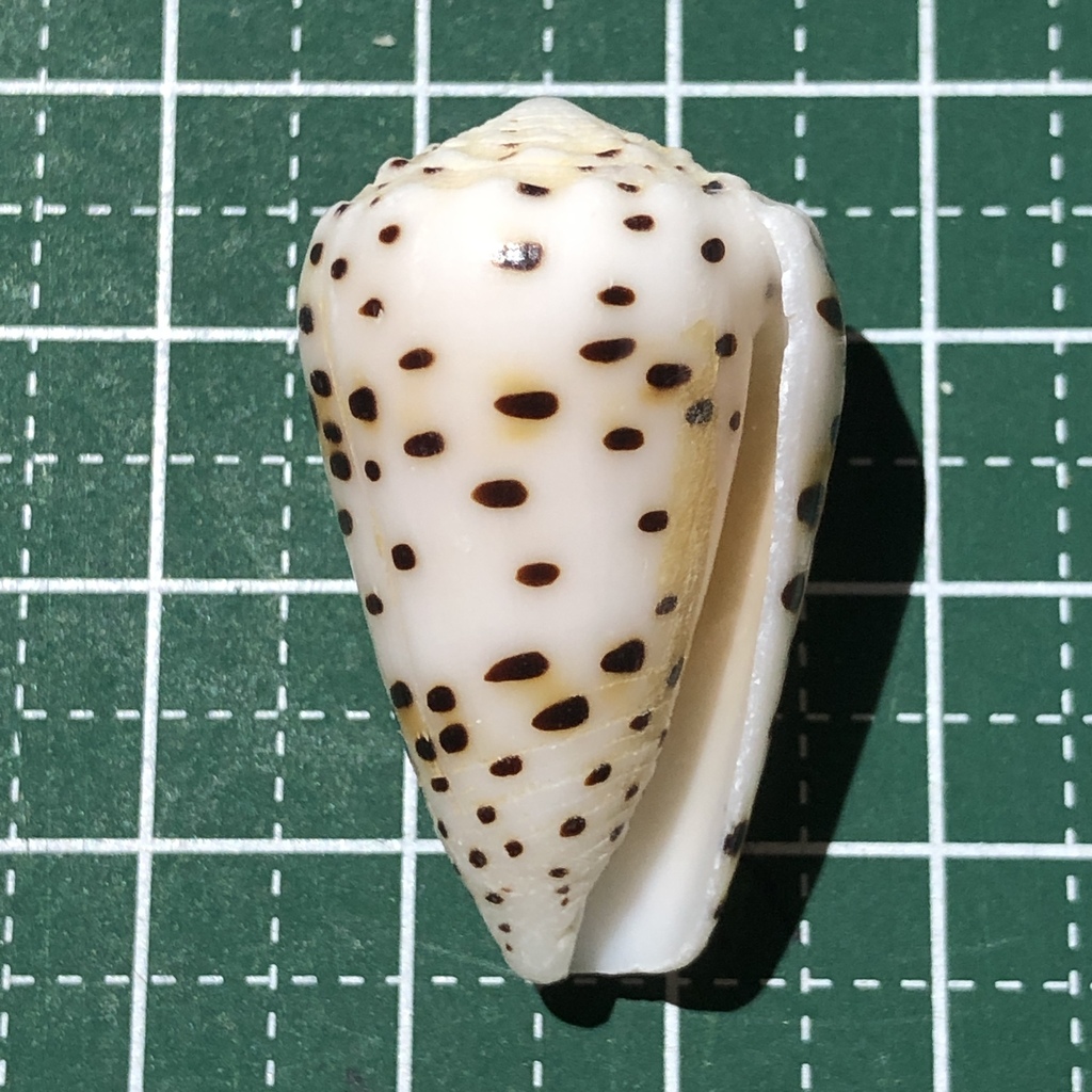 Flea-bite cone