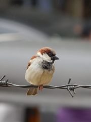 Passer domesticus