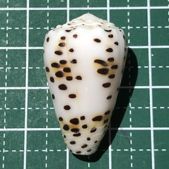 Conus pulicarius
