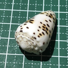 Conus pulicarius