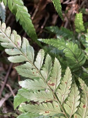 Arachniodes pseudoaristata