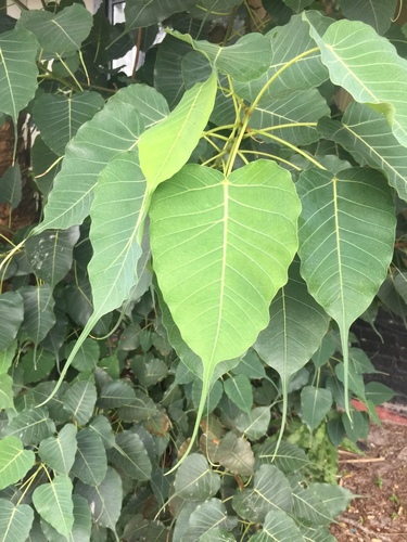 Ficus religiosa