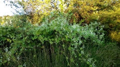 Echinopepon pubescens