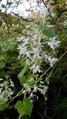 Echinopepon pubescens