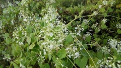 Echinopepon pubescens