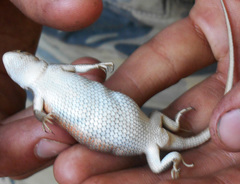 Sceloporus slevini