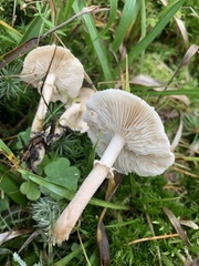 Cystoderma carcharias