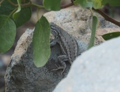 Sceloporus graciosus gracilis
