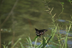 Papilio polytes