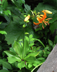 Lilium distichum