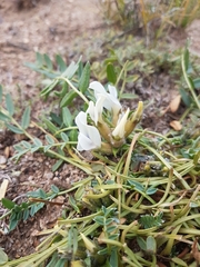 Oxytropis caespitosa