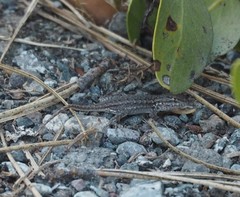 Sceloporus graciosus gracilis