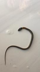 Rhabdophis subminiatus