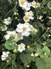 Eriocapitella × hybrida