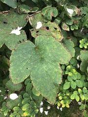 Eriocapitella × hybrida