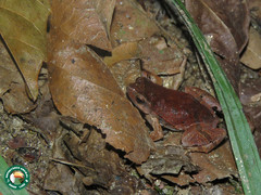 Physalaemus signifer