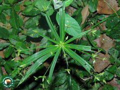 Cyperus laxus