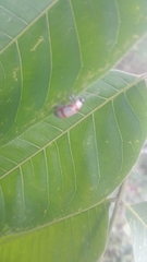 Coleoptera