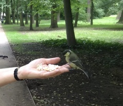 Parus major