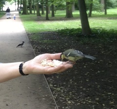 Parus major