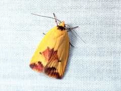 Ageletha hemiteles