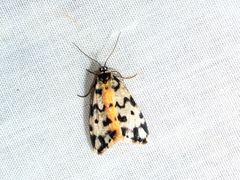 Thallarcha jocularis