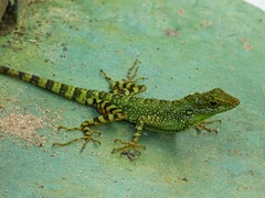 Anolis aequatorialis