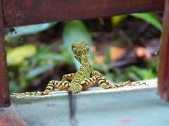 Anolis aequatorialis