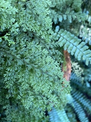Hymenophyllum fujisanense