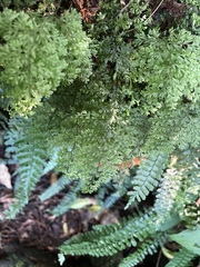 Hymenophyllum fujisanense