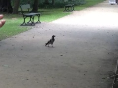 Corvus cornix