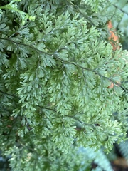 Hymenophyllum fujisanense