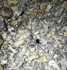 Oligolophus