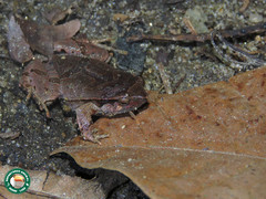 Physalaemus signifer