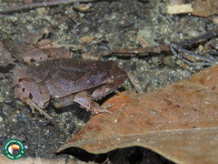 Physalaemus signifer