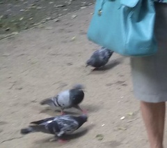 Columba livia domestica