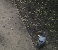 Columba livia domestica