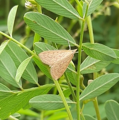 Ecpyrrhorrhoe damastesalis