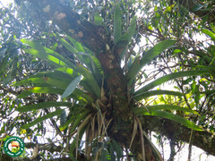 Vriesea gigantea