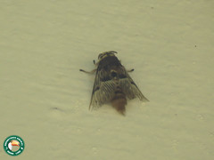 Megalopyge radiata
