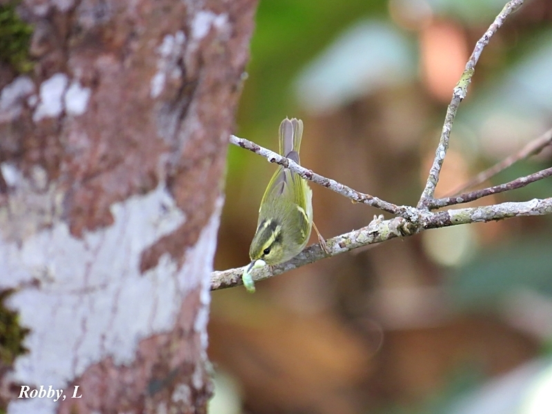 Davison's Leaf-Warbler