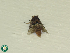 Megalopyge radiata