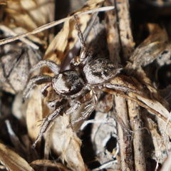 Habronattus cuspidatus