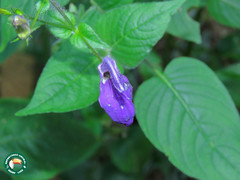 Brillantaisia lamium