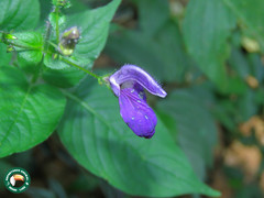 Brillantaisia lamium