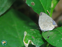 Strephonota tephraeus