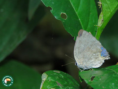 Strephonota tephraeus